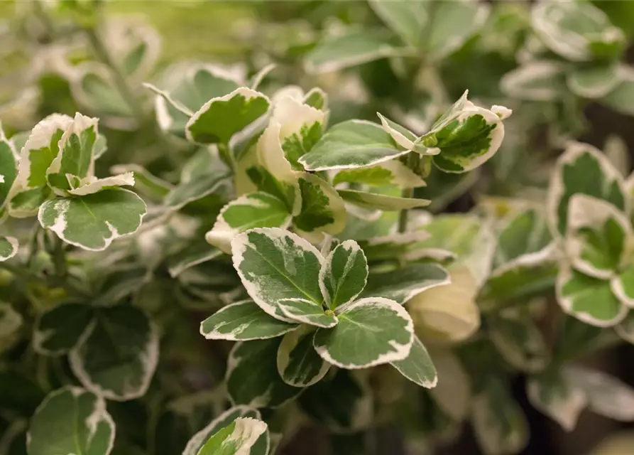 Euonymus fortunei 'Emerald Gaiety'