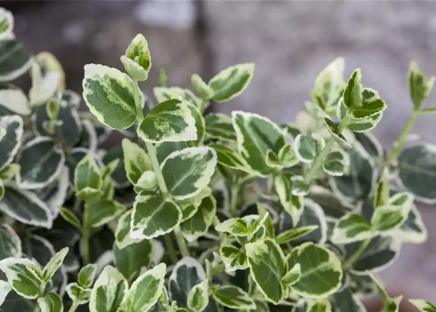 Euonymus fortunei 'Emerald Gaiety'