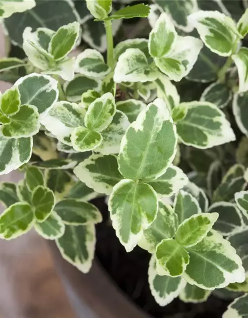 Euonymus fortunei 'Emerald Gaiety'