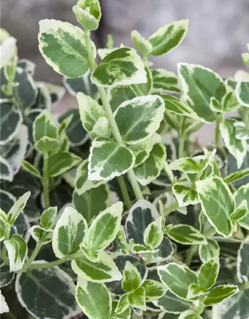 Euonymus fortunei 'Emerald Gaiety'