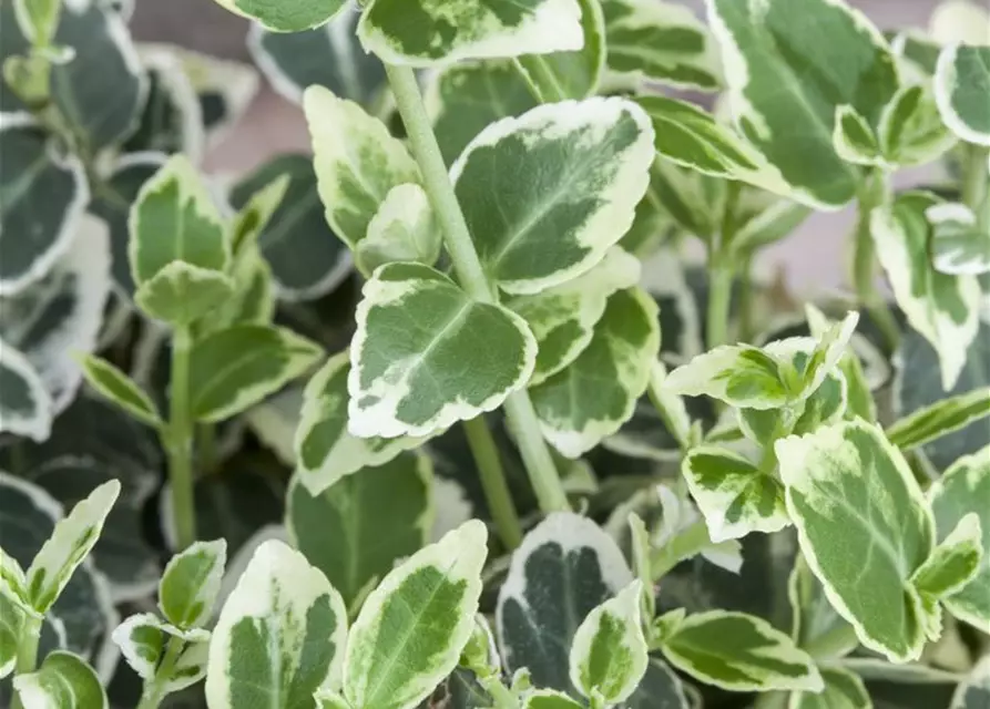 Euonymus fortunei 'Emerald Gaiety'