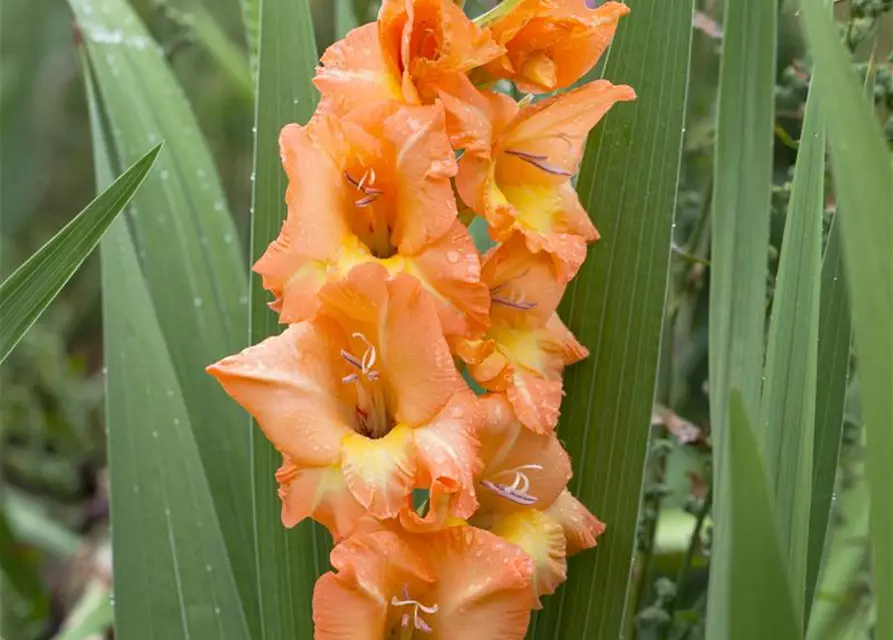 Gladiolus