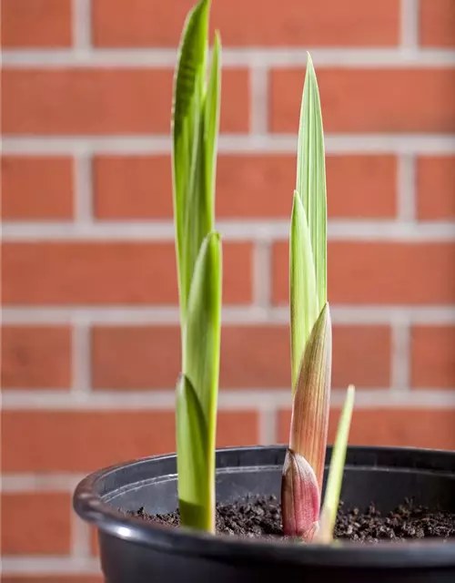 Gladiolus