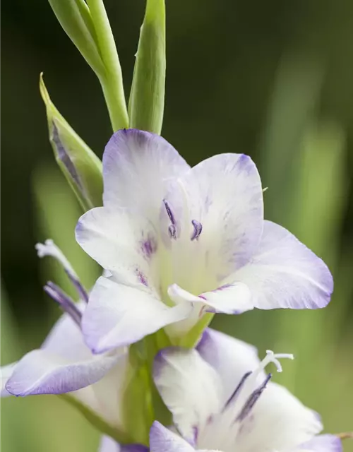 Gladiolus