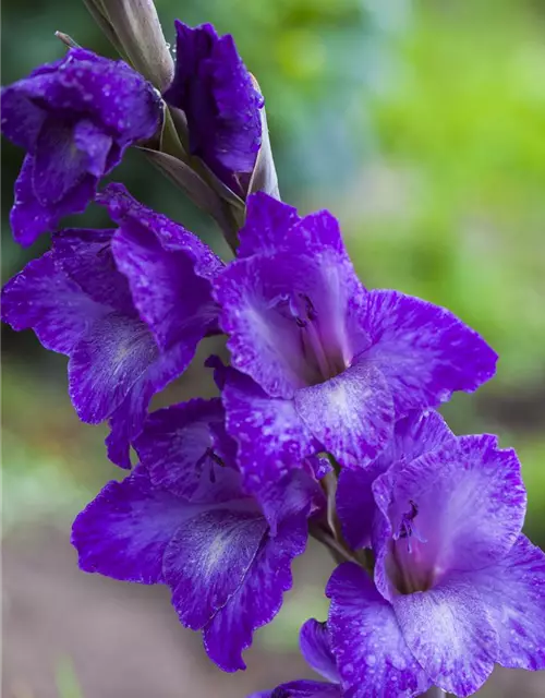 Gladiolus