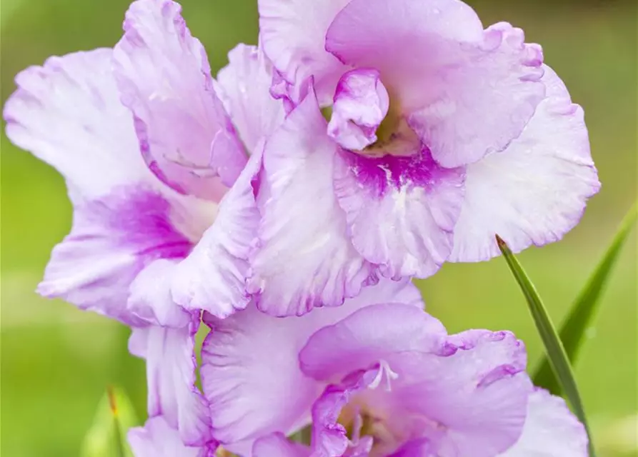 Gladiolus