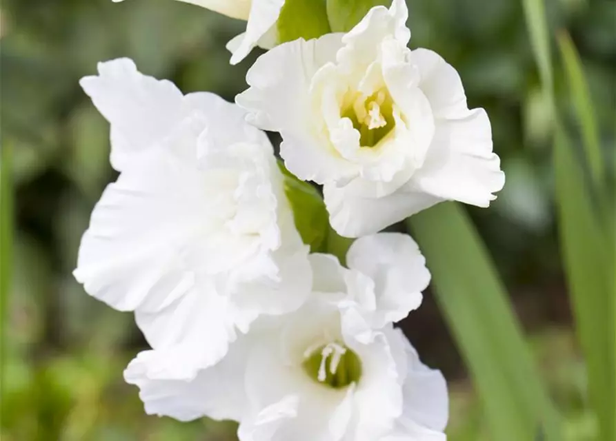 Gladiolus