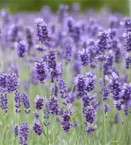 Lavandula angustifolia 'Hidcote Blue'