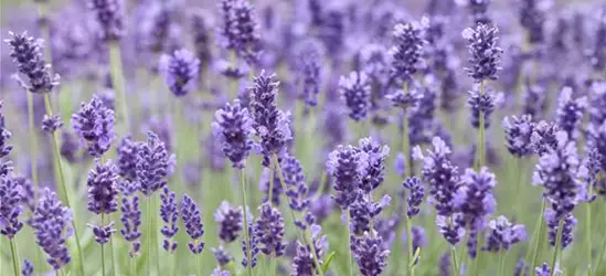 Lavandula angustifolia 'Hidcote Blue'