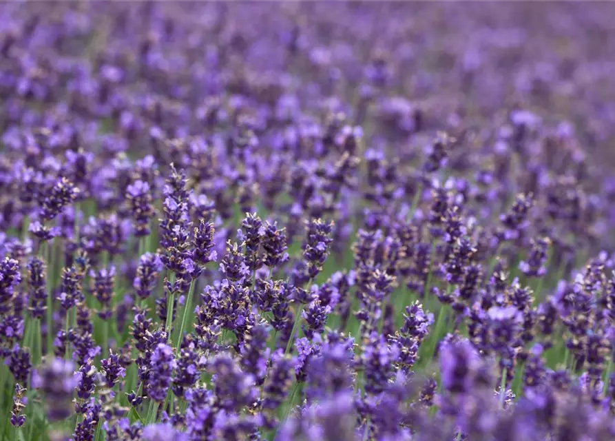 Lavandula angustifolia 'Hidcote Blue'