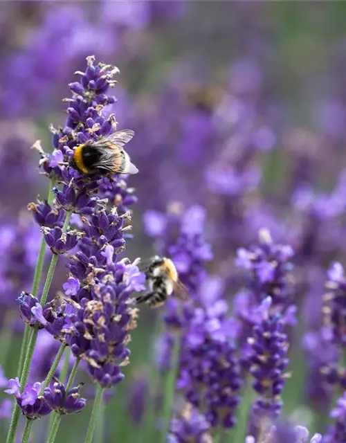 Lavandula angustifolia 'Hidcote Blue'