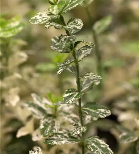 Euonymus fortunei 'Harlequin'