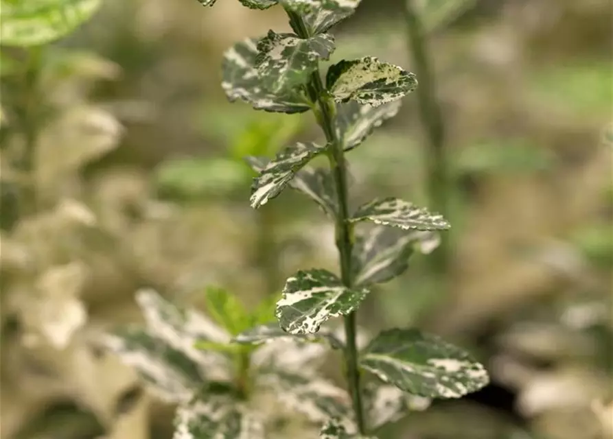 Euonymus fortunei 'Harlequin'