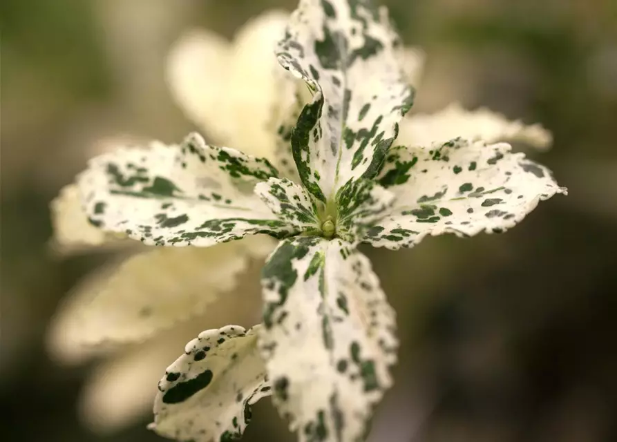 Euonymus fortunei 'Harlequin'