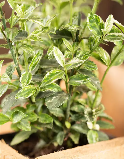 Euonymus fortunei 'Harlequin'