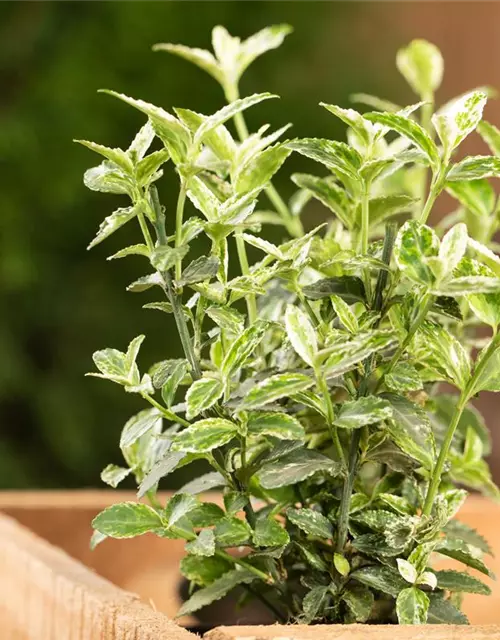 Euonymus fortunei 'Harlequin'