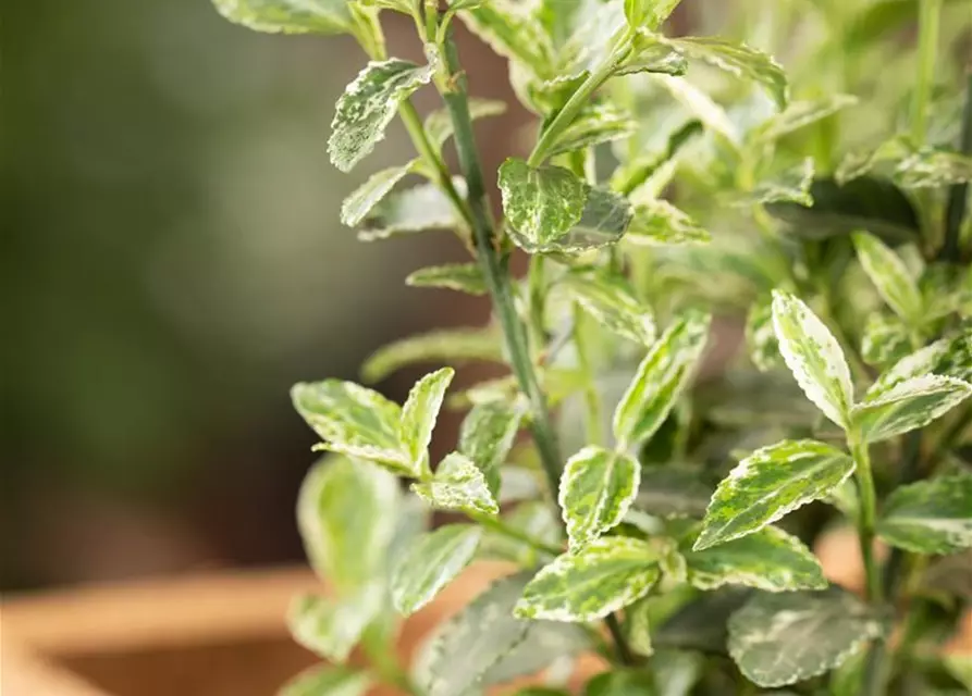 Euonymus fortunei 'Harlequin'