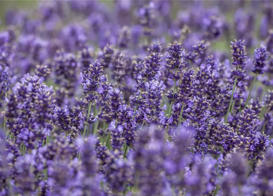 Lavandula angustifolia, blau