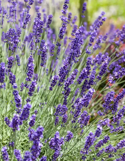 Lavandula angustifolia, blau