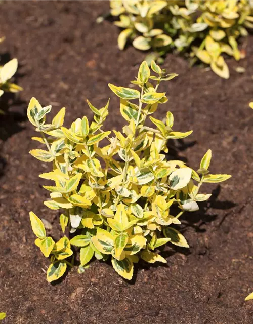 Euonymus japonicus