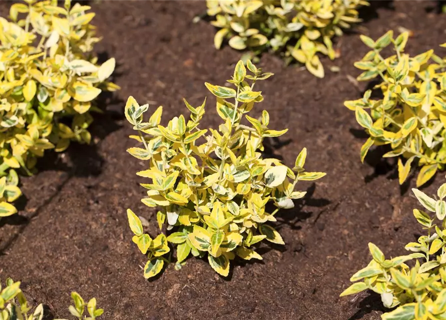 Euonymus japonicus