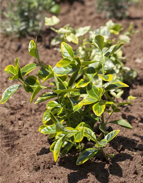 Euonymus japonicus