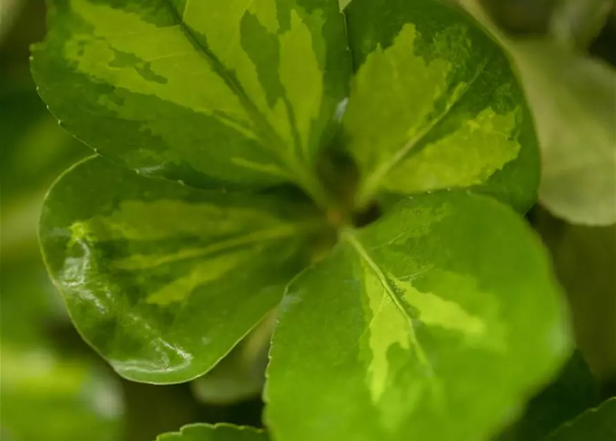 Euonymus japonicus