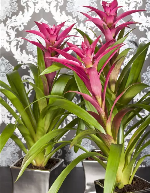 Guzmania