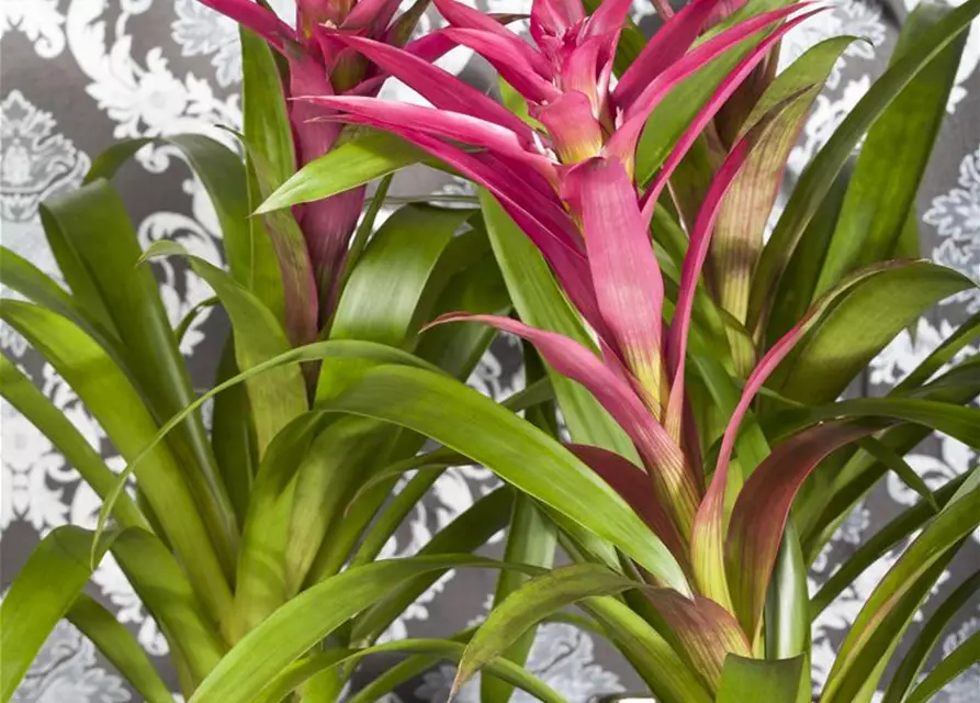 Guzmania