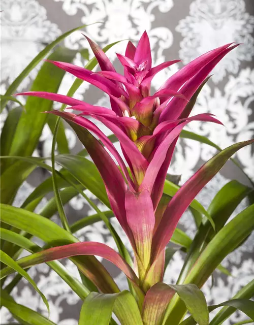 Guzmania