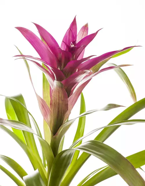 Guzmania