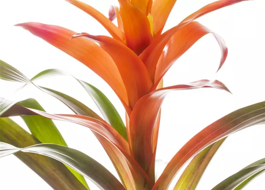 Guzmania