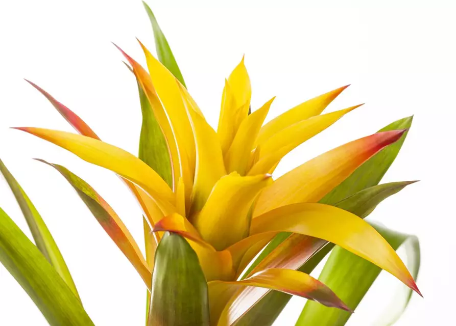 Guzmania