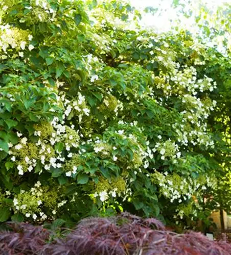 Hydrangea petiolaris