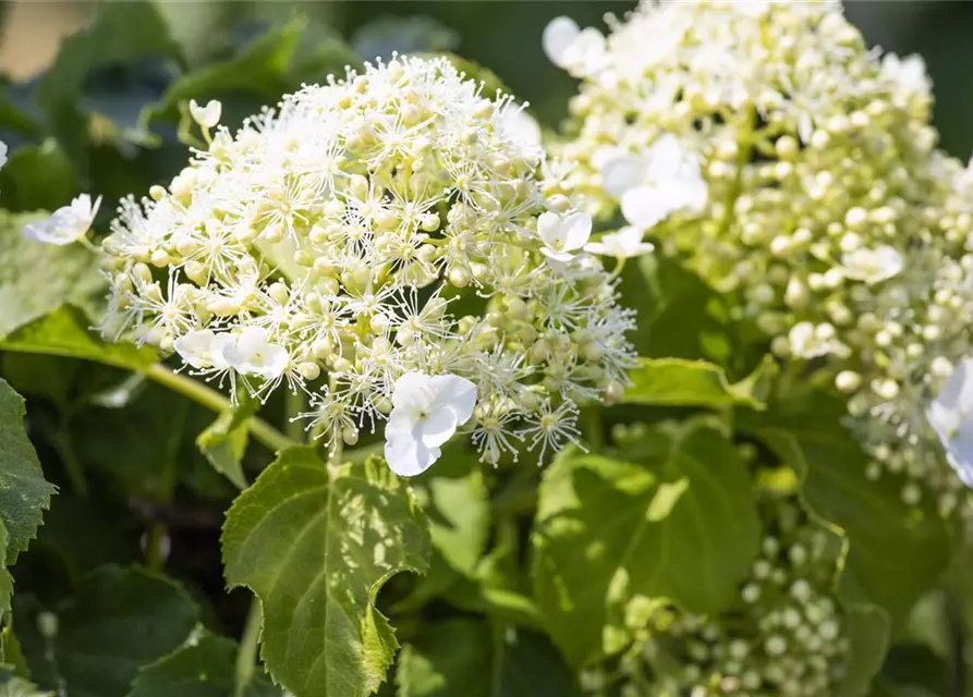 Hydrangea petiolaris