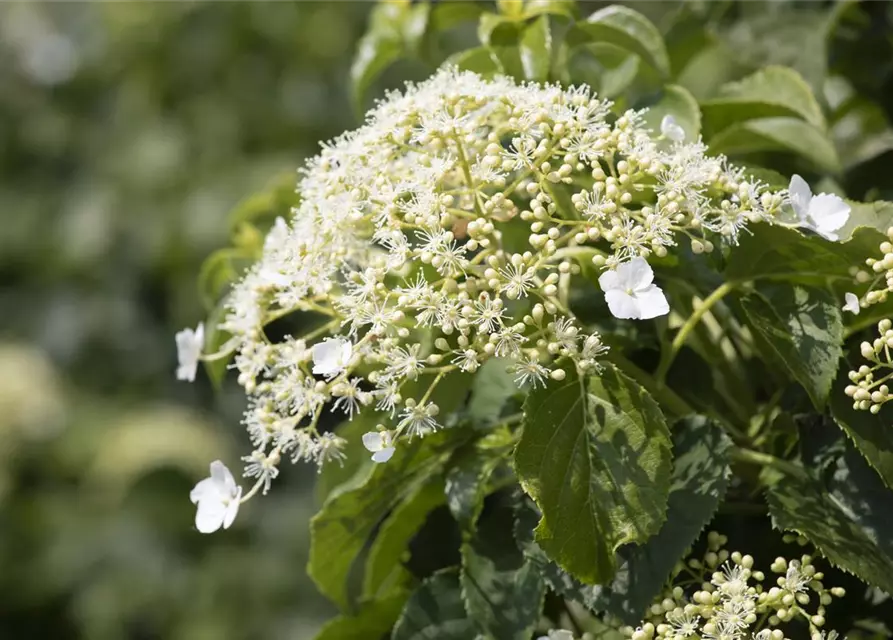 Hydrangea petiolaris