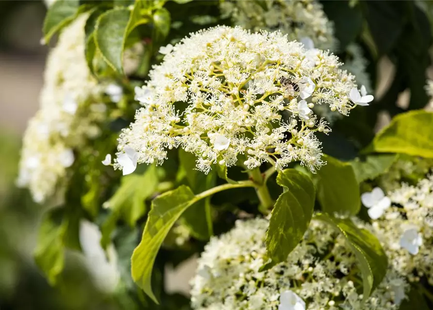 Hydrangea petiolaris