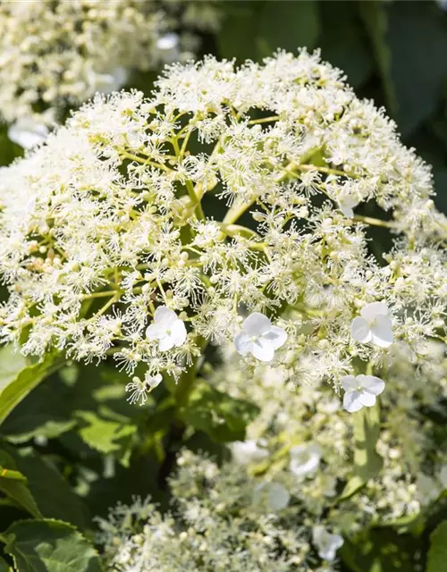 Hydrangea petiolaris