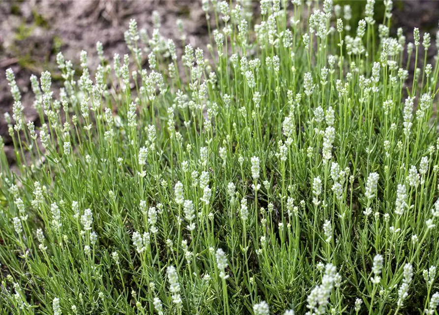 Lavandula angustifolia, weiß