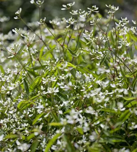 Euphorbia hypericifolia