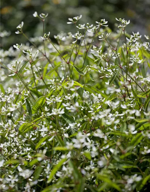 Euphorbia hypericifolia