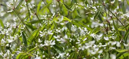 Euphorbia hypericifolia