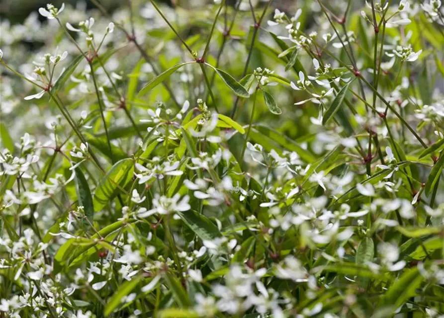 Euphorbia hypericifolia