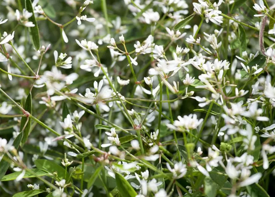 Euphorbia hypericifolia