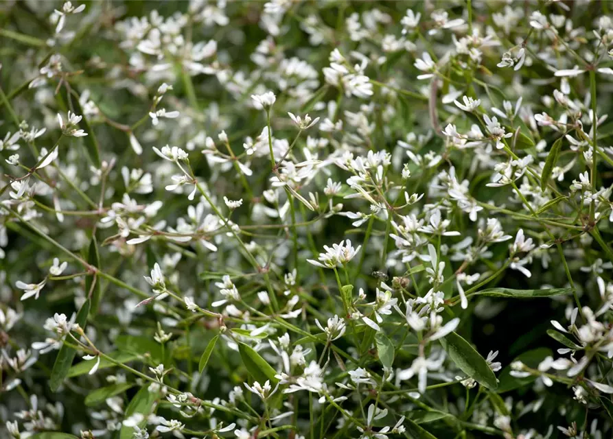 Euphorbia hypericifolia