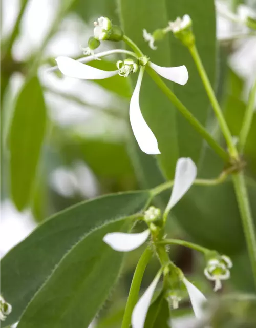 Euphorbia hypericifolia