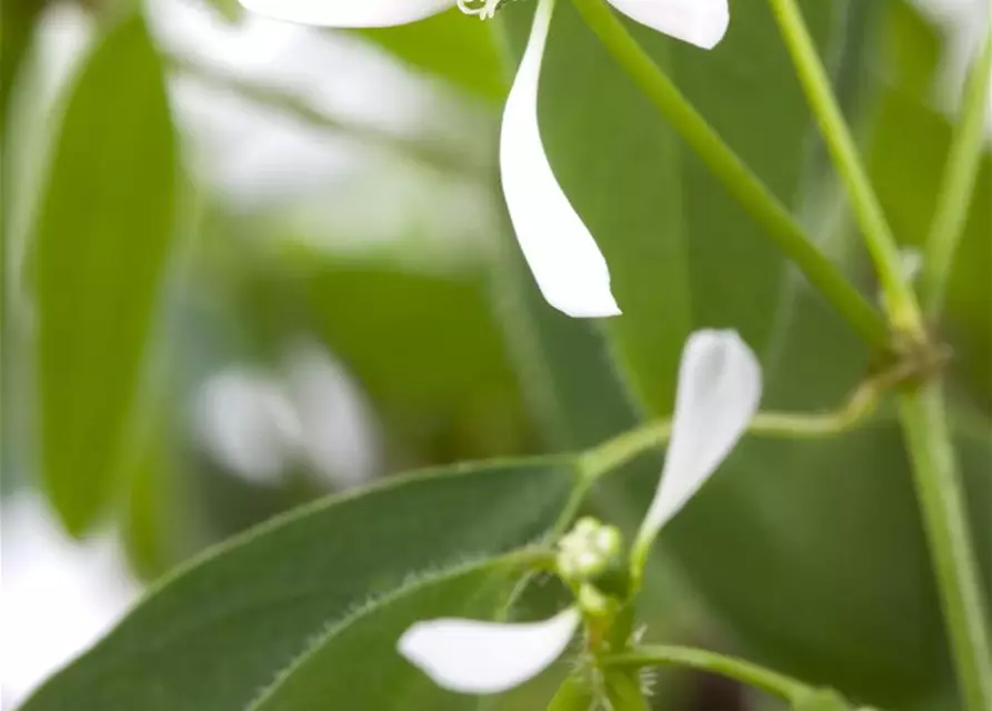 Euphorbia hypericifolia