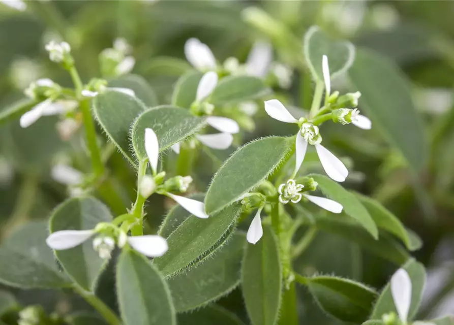 Euphorbia hypericifolia