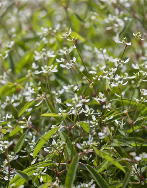 Euphorbia hypericifolia