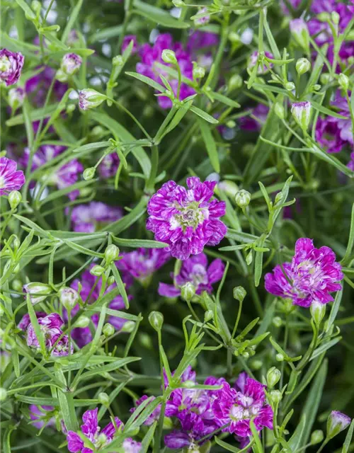 Gypsophila muralis